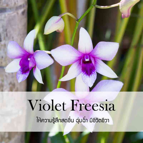 พฤกษา สปา น้ำมันหอมระเหยอโรม่าออยล์ 30 มล. Violet Freesia