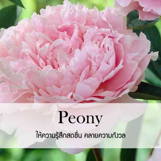 พฤกษา สปา น้ำมันหอมระเหยอโรม่าออยล์ 100 มล. Peony