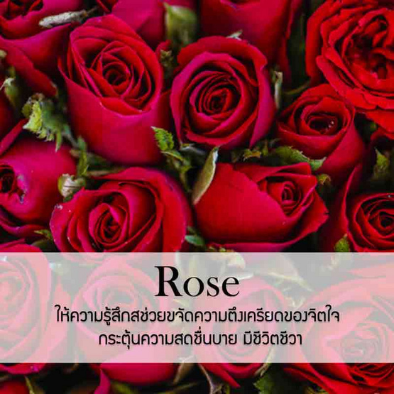 พฤกษา สปา น้ำมันหอมระเหยอโรม่าออยล์ 100 มล. Rose