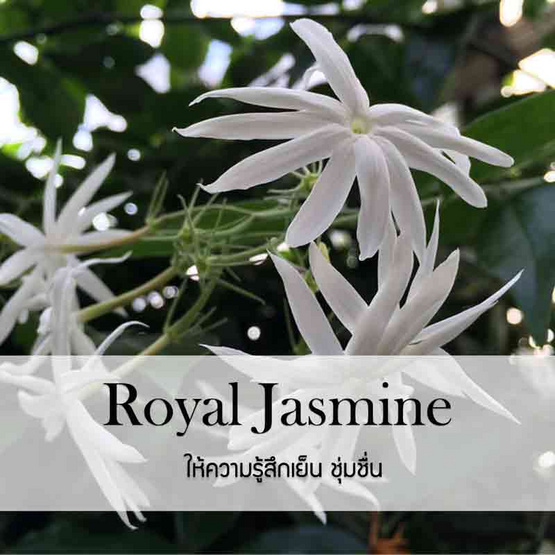 พฤกษา สปา น้ำมันหอมระเหยอโรม่าออยล์ 100 มล. Royal Jasmine