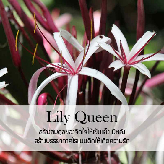 พฤกษา สปา น้ำหอมปรับอากาศรถยนต์ แบบแขวน 8 มล. Lilly Queen