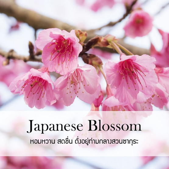 พฤกษา สปา น้ำหอมปรับอากาศรถยนต์ แบบแขวน 8 มล. Japanese Blossom