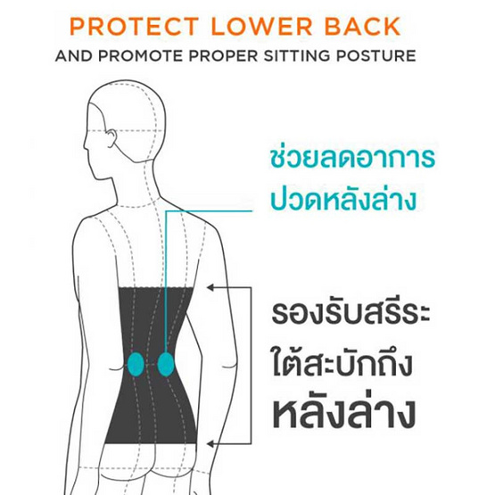 Ergotrend PHYSIO ERGO CUSHION FOR LOWER BACK เบาะรองหลังปรับท่านั่งตามหลักสรีรศาสตร์