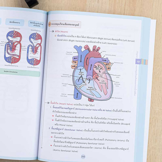 หนังสือ Essentials Note สรุปหลักชีววิทยา ม.ปลาย