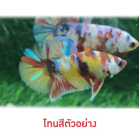 ปลากัดวัชรพล Nemo Galaxy เบสเหลือง (เกรด A)