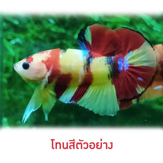 ปลากัดวัชรพล Nemo Galaxy เบสเหลือง (เกรด A)