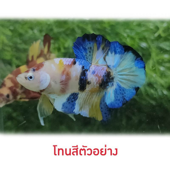 ปลากัดวัชรพล Nemo Galaxy เบสเหลือง (เกรด A)