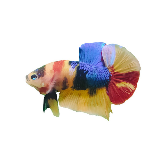 ปลากัดวัชรพล Nemo Multi Colour (เกรด A)