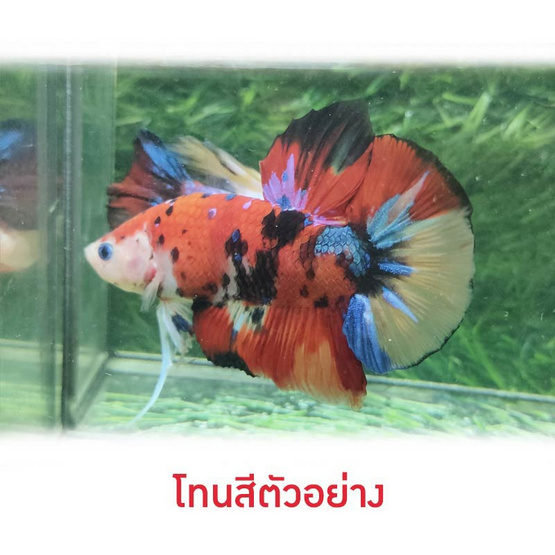 ปลากัดวัชรพล Nemo Multi Colour (เกรด A)