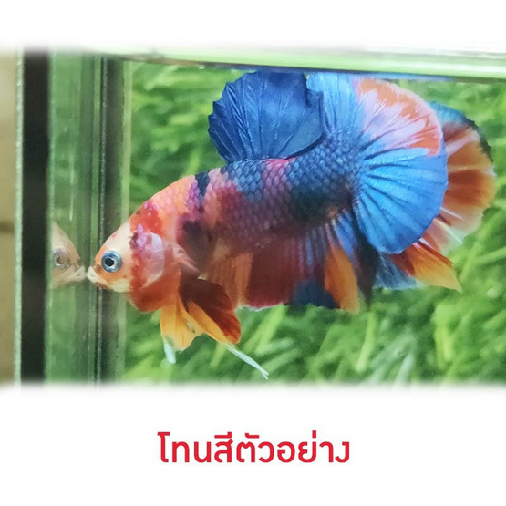 ปลากัดวัชรพล Nemo Multi Colour (เกรด A)