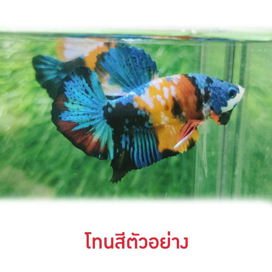 ปลากัดวัชรพล Nemo Multi Colour (เกรด A)