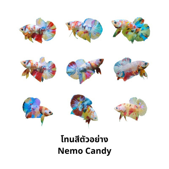 ปลากัดวัชรพล Nemo Candy (เกรด A)