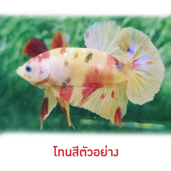 ปลากัดวัชรพล Nemo Candy (เกรด A)