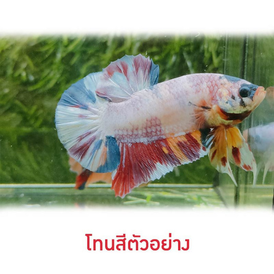 ปลากัดวัชรพล Nemo Candy (เกรด A)