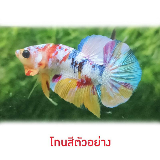 ปลากัดวัชรพล Nemo Candy (เกรด A)