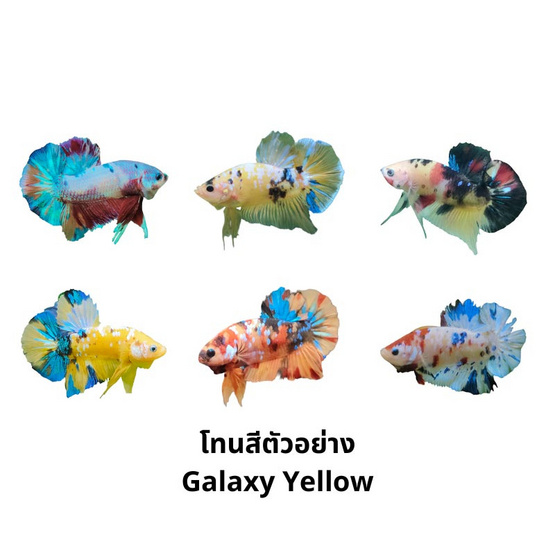 ปลากัดวัชรพล Galaxy Yellow (เกรด B)