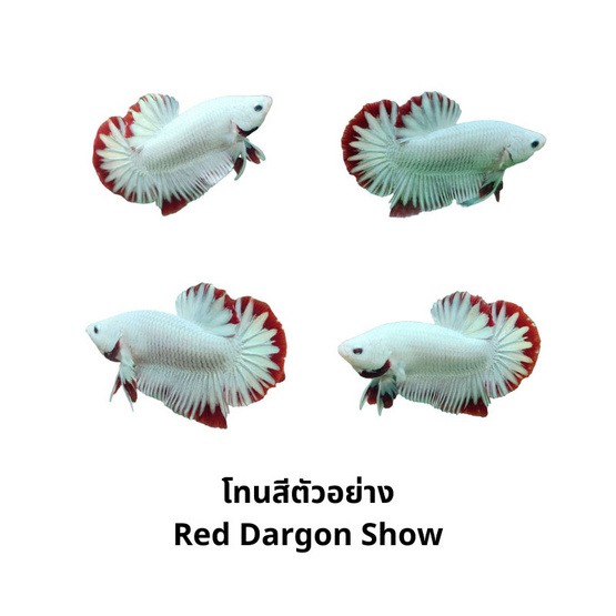 ปลากัดวัชรพล Red Dargon Snow (เกรด B)