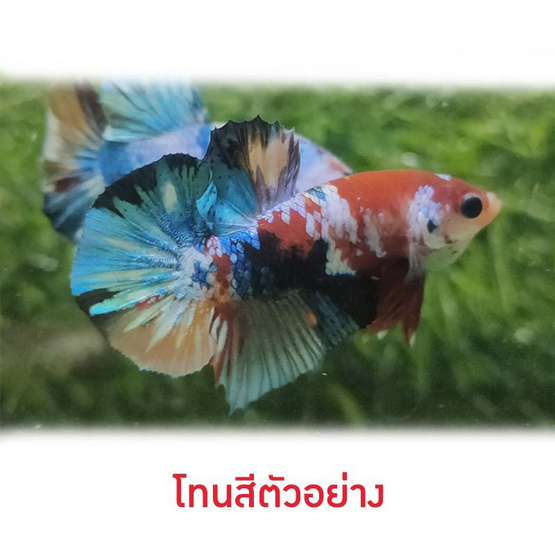 ปลากัดวัชรพล Galaxy Red (เกรด B) โทนสีดำ-แดง