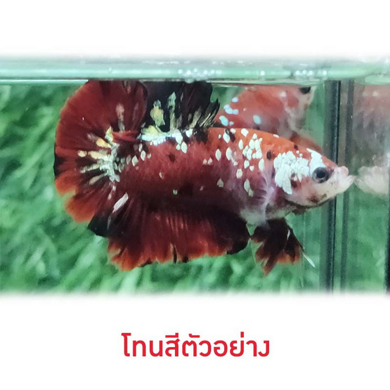 ปลากัดวัชรพล Galaxy Red (เกรด B) โทนสีดำ-แดง