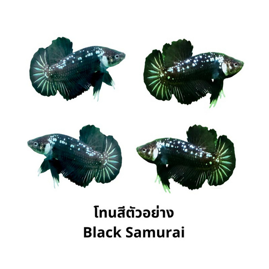 ปลากัดวัชรพล Black Samurai (เกรด B)