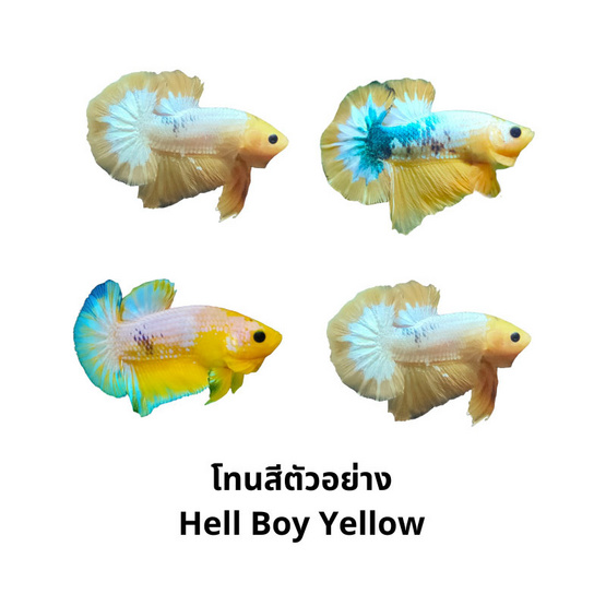 ปลากัดวัชรพล Hell Boy Yellow (เกรด B)