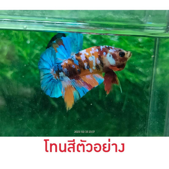 ปลากัดวัชรพล Nemo Galaxy (เกรด B) โทนสีส้ม