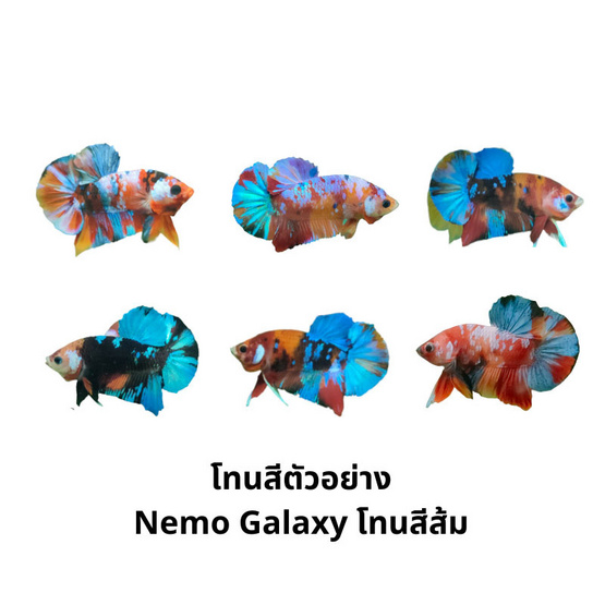 ปลากัดวัชรพล Nemo Galaxy (เกรด B) โทนสีส้ม