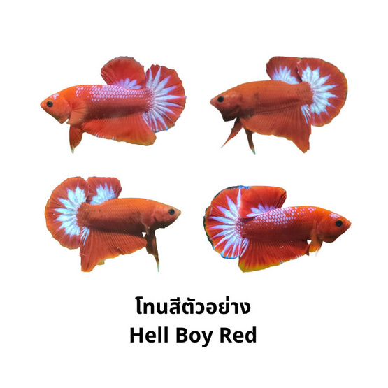 ปลากัดวัชรพล Hell Boy Red (เกรด B)