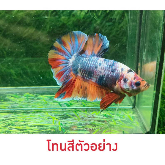 ปลากัดวัชรพล Nemo Galaxy Giant (เกรด B)