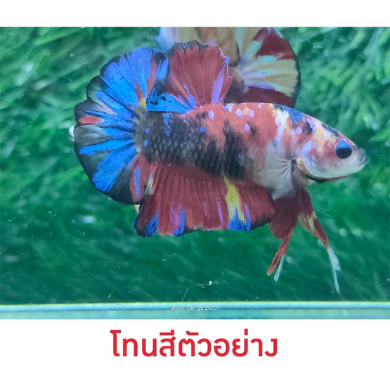 ปลากัดวัชรพล Nemo Galaxy Giant (เกรด B)