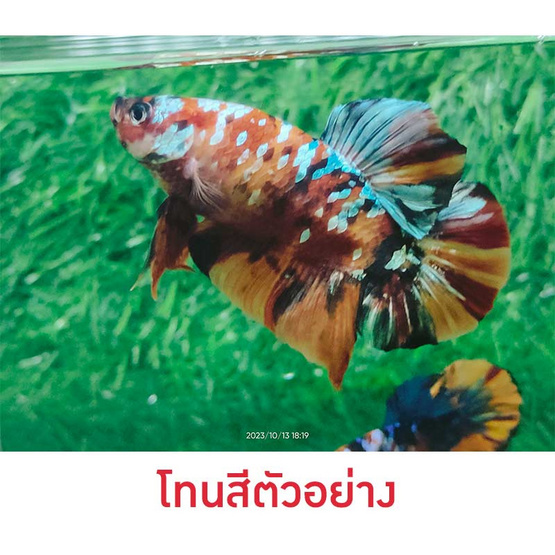 ปลากัดวัชรพล Nemo Galaxy Giant (เกรด B)