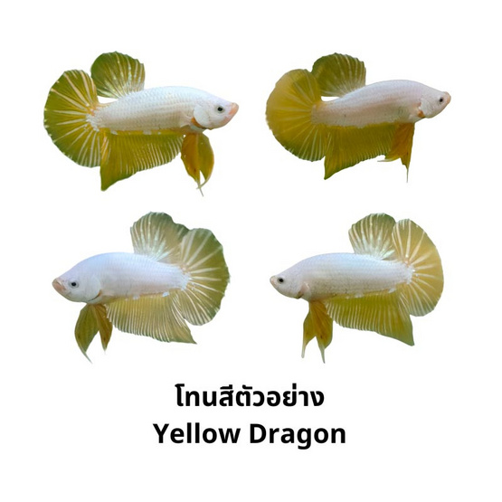 ปลากัดวัชรพล Yellow Dargon (เกรด B)