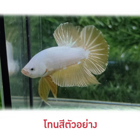 ปลากัดวัชรพล Yellow Dargon (เกรด B)