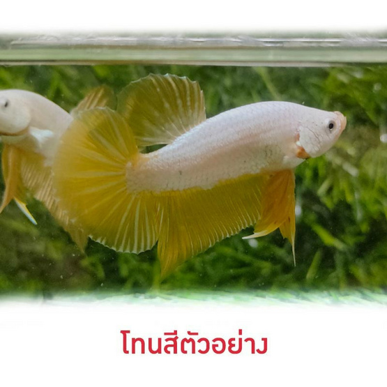 ปลากัดวัชรพล Yellow Dargon (เกรด B)