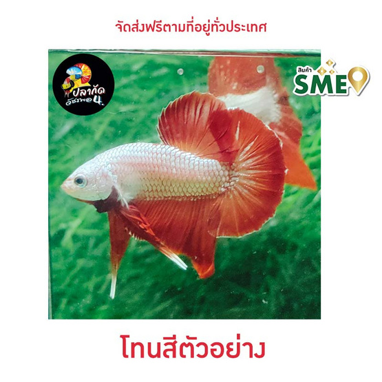 ปลากัดวัชรพล Red Dargon (เกรด B)