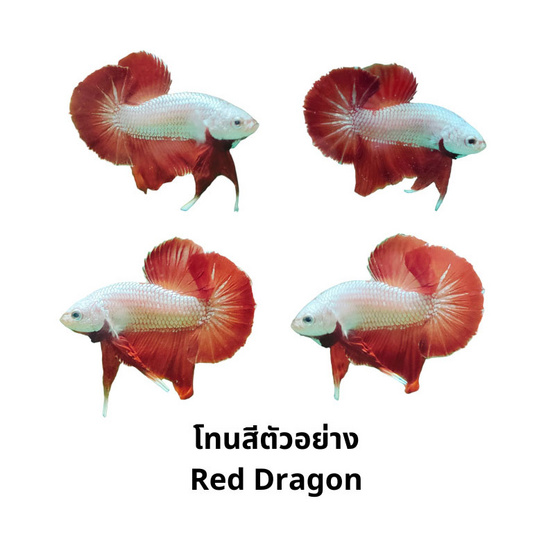 ปลากัดวัชรพล Red Dargon (เกรด B)