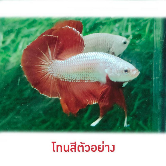 ปลากัดวัชรพล Red Dargon (เกรด B)