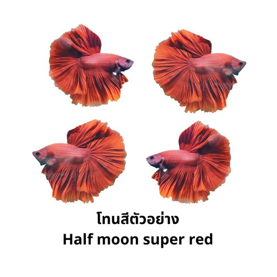 ปลากัดวัชรพล Half moon super red (เกรด VIP)