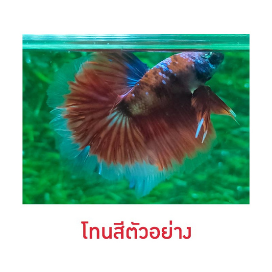 ปลากัดวัชรพล Half Moon Nemo Galaxy (เกรด B)