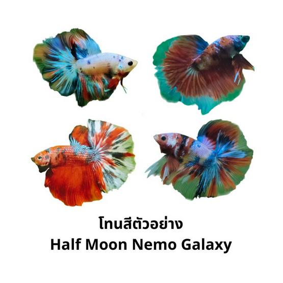 ปลากัดวัชรพล Half Moon Nemo Galaxy (เกรด B)