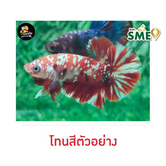 ปลากัดวัชรพล Red Galaxy Copper Gold (เกรด A)