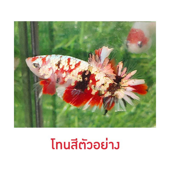 ปลากัดวัชรพล Red Galaxy Copper Gold (เกรด A)