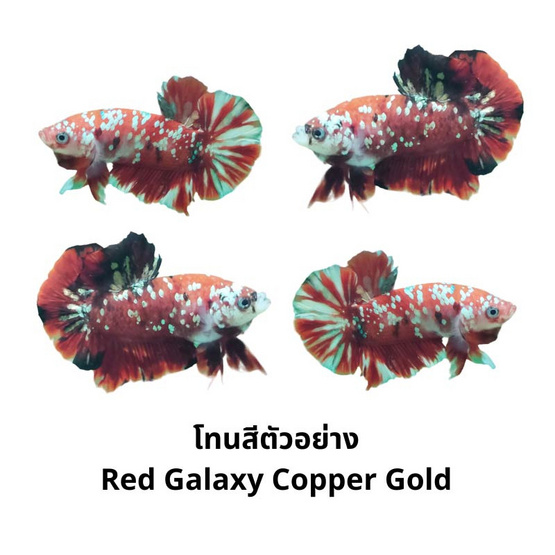 ปลากัดวัชรพล Red Galaxy Copper Gold (เกรด A)