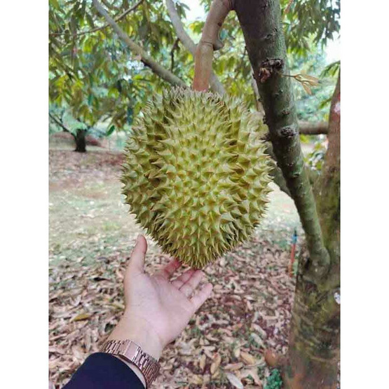 ทุเรียนภูเขาไฟศรีสะเกษหมอนทอง 1 ลูก (2.5-3 กก.) ทองลาวา จ.ศรีสะเกษ ทุเรียนภูเขาไฟศรีสะเกษหมอนทอง 1 ลูก (2.5-3 กก.) ทองลาวา จ.ศรีสะเกษ