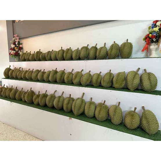 ทุเรียนภูเขาไฟศรีสะเกษหมอนทอง 2 ลูก (6.5-7 กก.) ทองลาวา จ.ศรีสะเกษ ทุเรียนภูเขาไฟศรีสะเกษหมอนทอง 2 ลูก (6.5-7 กก.) ทองลาวา จ.ศรีสะเกษ