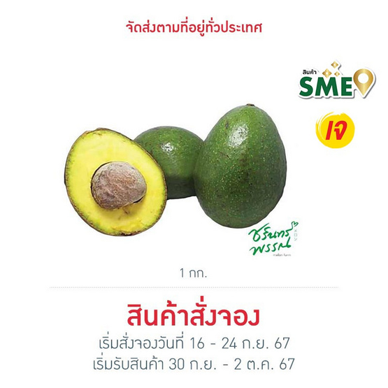 ไร่ชรินทร์พรรณ อะโวคาโด พันธุ์บัคคาเนีย 3-5 ลูก/กก.