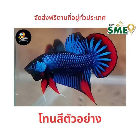 ปลากัดวัชรพล ปลากัดป่าใต้ (เกรด B) โทนน้ำเงิน