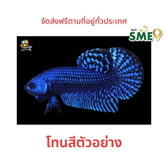 ปลากัดวัชรพล ปลากัดป่าเอเลี่ยน (เกรด B) โทนน้ำเงิน