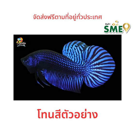 ปลากัดวัชรพล ปลากัดป่ามหาชัย (เกรด B) โทนน้ำเงิน