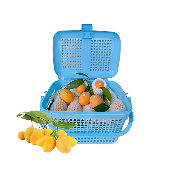 สวนศรีทอง มะยงชิดพันธุ์ทูลเกล้า GI จ.นครนายก ไซซ์ XL (16-18 ลูก/กก.)